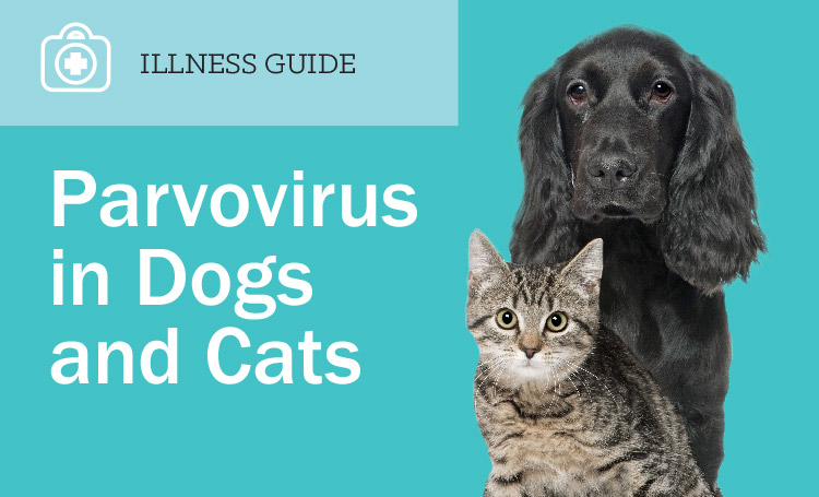 Parvovirus in Dogs and Cats (And What You Can Do) EntirelyPets Rx