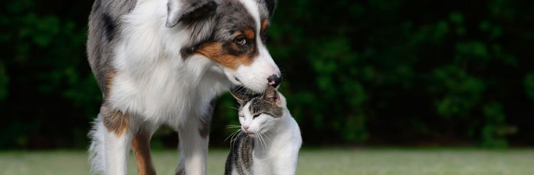 Allergies in Dogs and Cats