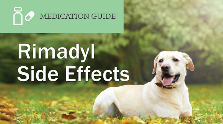 Rimadyl Side Effects