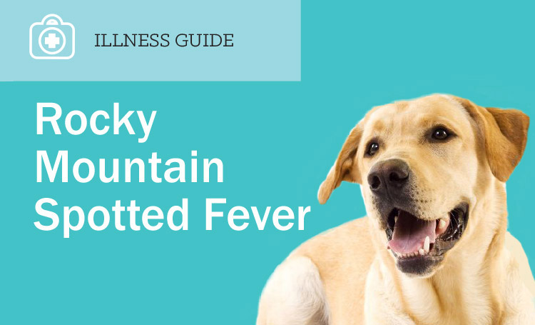 Rocky Mt spotted Fever