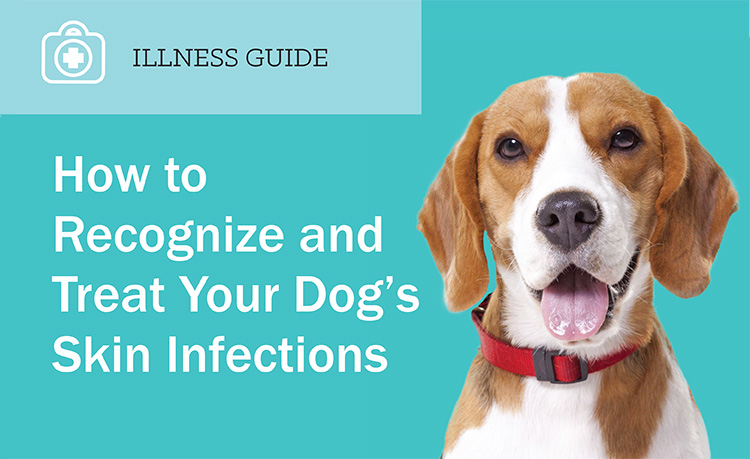 How to Recognize and Treat Your Dog's Skin Infections