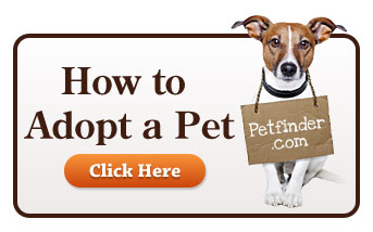 How to Adopt a Pet