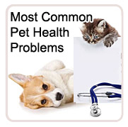 Most Common Pet Health Problems
