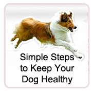 Simple Steps to Keep Your Dog Healthy