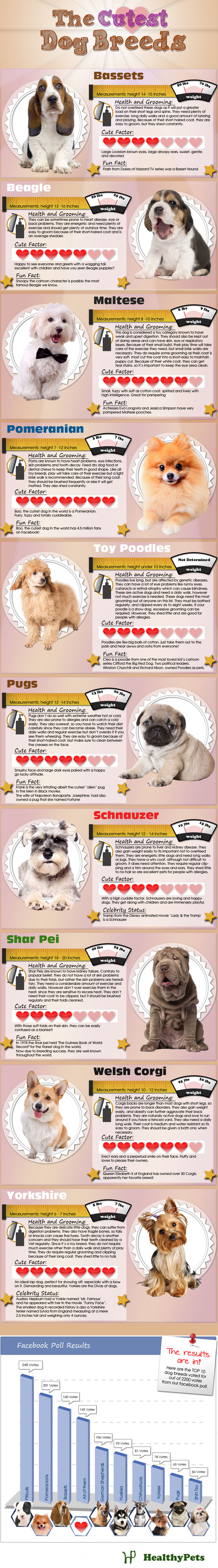 The Cutest Dog Breeds