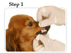 Dental exam for your pet
