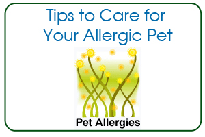 Tips to Care for Your Allergic Pet