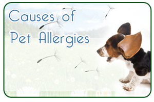 Causes of Pet Allergies