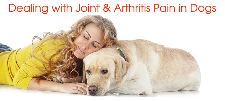 Dealing with Joint and Arthritis Pains for Dogs