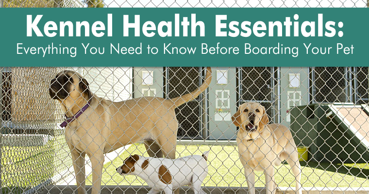 Kennel Health Essentials: