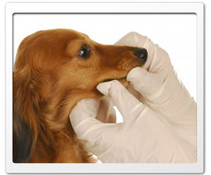 Who doesn't fear physicians? Dog's certainly sometimes do.