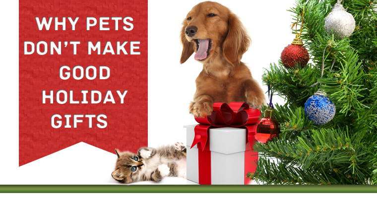 Why You Shouldn't Give a Pet As a Present