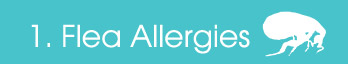 Flea Allergies